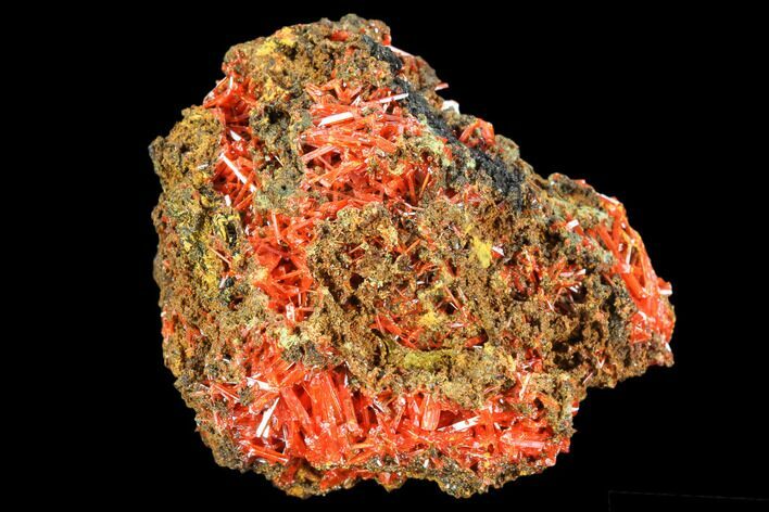 Bright Orange Crocoite Crystal Cluster - Tasmania #106807